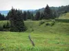 Landscapes of Jura - Fence of a meadow and spruces (trees); in the Upper Jura Regional Nature Park