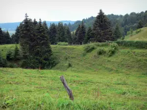 Landscapes of Jura - Fence of a meadow and spruces (trees); in the Upper Jura Regional Nature Park