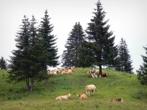 Landscapes of Jura - Herd of cows in a meadow (alpine pasture), spruces; in the Upper Jura Regional Nature Park