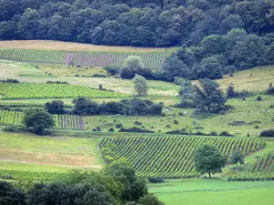 Landscapes of Jura - Vineyards (Jura vineyards), meadows and trees