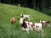 Landscapes of Jura - Cows in a meadow (alpine pasture ), in the Upper Jura Regional Nature Park
