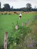 Landscapes of Jura - Wild flowers, prairies, cow and horse