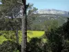 Landscapes of Languedoc - Trees, shrubs, field and cliffs (rock faces) in background