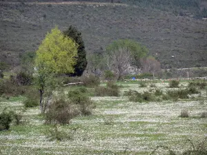 Landscapes of Languedoc - Meadow dotted with daisies, shrubs, trees, in the Upper Languedoc Regional Nature Park