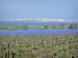 Landscapes of Languedoc - Vineyards, shrubs, lakes and seaside resort of Palavas-les-Flots in background
