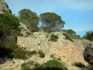 Landscapes of Languedoc - Cliff and shrubs