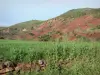 Landscapes of Languedoc - Field, red cliff and shrubs