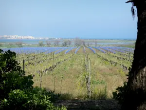 Landscapes of Languedoc - Vineyards, shrubs, lakes and seaside resort of Palavas-les-Flots in background