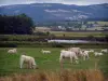 Landscapes of Loire - Charolais cows in a meadow, lake, trees and houses of the Forez plain, Forez mountains in background