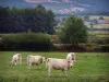 Landscapes of Loire - Charolais cows in a meadow; fields, trees and houses in background
