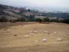 Landscapes of Loire - Crowd of Charolais cows in a meadow, a village in background