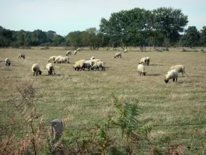Landscapes of the Loiret - Herd of sheeps in a meadow, trees in background