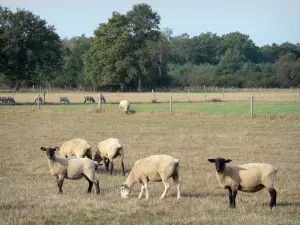 Landscapes of the Loiret - Herd of sheeps in a meadow, trees in background