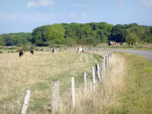 Landscapes of the Meuse - Lorraine Regional Natural Park - Cows in a fenced meadow
