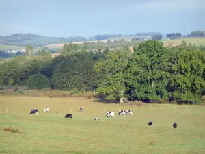 Landscapes of the Meuse - Cows in a meadow, on the edge of the woods