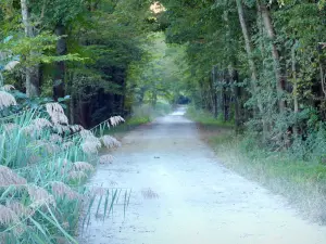 Landscapes of the Meuse - Lorraine Regional Natural Park - Tree-lined path