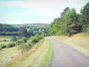 Landscapes of the Meuse - Tree lined road