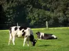 Landscapes of the Nord - Avesnois Regional Nature Park: two cows in a prairie