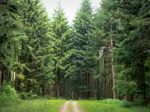 Landscapes of the Orne - Écouves forest: forest path lined with wild flowers and trees in the Normandie-Maine Regional Nature Park