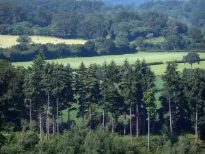 Landscapes of the Orne - Trees, fields and forest