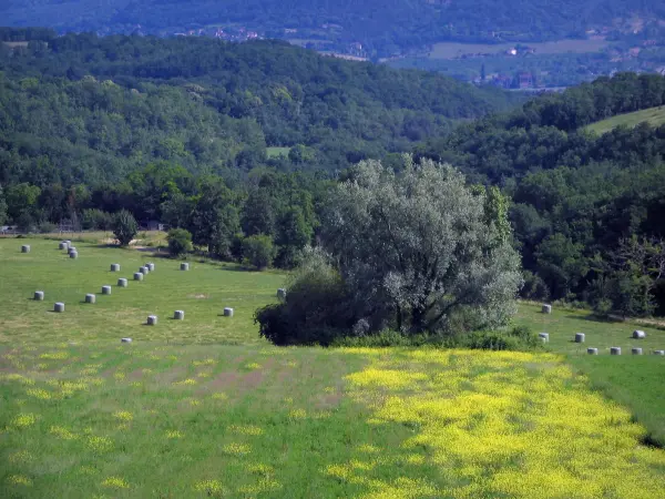 Landscapes of Périgord - Meadow dotted with wild flowers, trees, field with bales of straw and forest