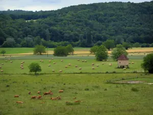 Landscapes of Périgord - Cows in a meadow, field with straw bales, hut and hill covered with trees, in the Vézère valley