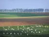 Landscapes of Picardy - Sheeps in a meadow, fields and an line of trees