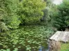 Landscapes of Picardy - Pond dotted with water lilies and lined with trees