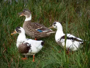 Landscapes of Picardy - Ducks in reeds