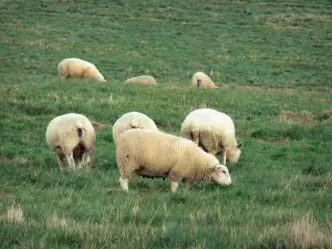 Landscapes of Picardy - Sheeps in a meadow