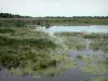 Landscapes of Picardy - Nature reserve of the Bay of Somme: marshes, reeds