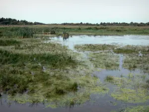 Landscapes of Picardy - Nature reserve of the Bay of Somme: marshes, reeds