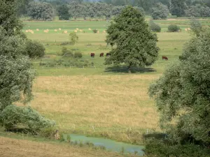 Landscapes of Picardy - Bocage of Thiérache: meadows and trees