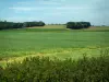 Landscapes of Picardy - Plants, fields and forests in background
