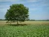 Landscapes of Picardy - A tree in the middle of the harvest fields, forest in background