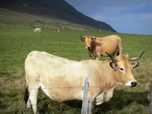 Landscapes of the Puy-de-Dôme - Auvergne Volcanic Regional Nature Park: Aubrac cows in a pasture