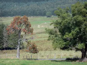 Landscapes of the Puy-de-Dôme - Livradois-Forez Regional Nature Park: trees, pastures and forests of pine trees (fir) in the background