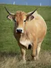 Landscapes of the Puy-de-Dôme - Auvergne Volcanic Regional Nature Park: Aubrac cow in a meadow