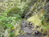 Landscapes of Réunion - Cilaos cirque - Réunion National Park: path leading to the Taïbit pass