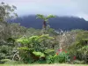 Landscapes of Réunion - Réunion flora