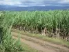 Landscapes of Réunion - Path lined with sugar cane