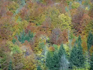 Landscapes of the Savoie in automn - Trees of a forest with lively autumn colours