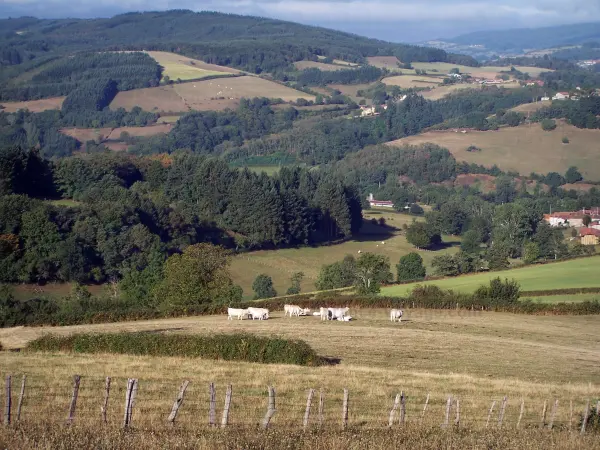 Landscapes of Southern Burgundy - Herd of Charolais cows in a meadow, trees, pastures, houses and forests