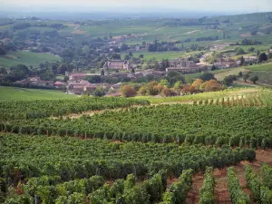 Landscapes of Southern Burgundy - Vines of the Mâconnais vineyards