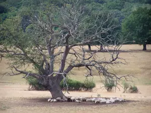 Landscapes of Southern Burgundy - Herd of sheeps at the foot of a tree