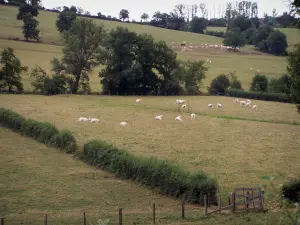 Landscapes of Southern Burgundy - Meadows with herds of Charolais cows