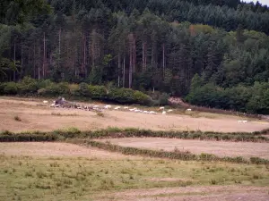 Landscapes of Southern Burgundy - Herd of cows in a pasture and forest