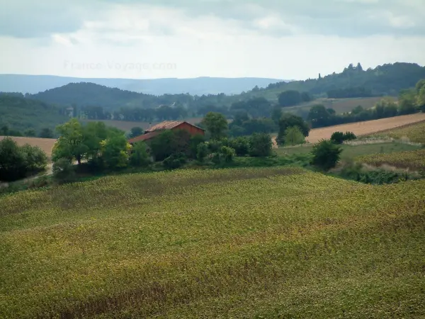 Landscapes of the Tarn - Pays de Cocagne area: sunflowers field, trees, house, forests and cloudy sky