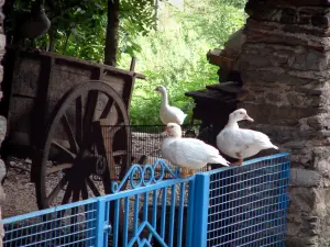 Landscapes of the Tarn - Ducks perched on a blue wicket, wooden cart and a goose in background