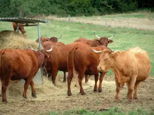 Landscapes of the Tarn - Cows in a meadow